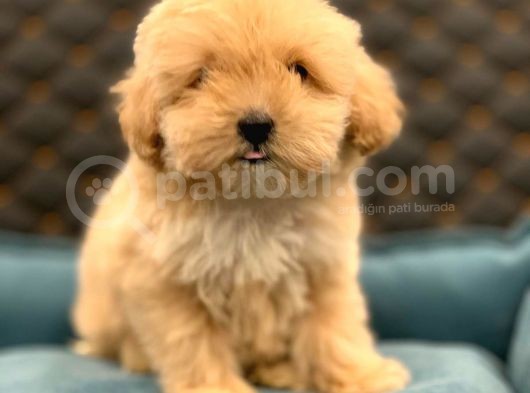 2 Aylık Erkek Ve Dişi Maltipoo görsel