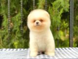 Orijinal Pomeranian Teddy Face