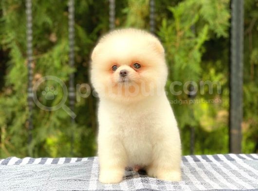 Orijinal Pomeranian Teddy Face görsel