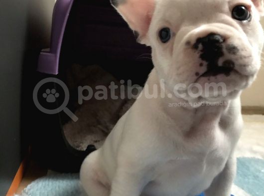 50 Günlük Dünya Tatlısı French Bulldog Yavrumuz görsel