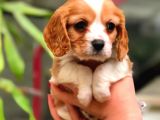 2 Aylık Erkek Ve Dişi Cavalier King Charles Yavrular