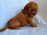 Irk Garantili Toy Poodle