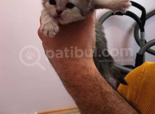 25 Günlük Rezerveye Uygun Yavrular görsel