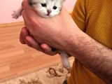 25 Günlük Rezerveye Uygun Yavrular