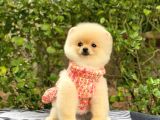 En Tatlı Irk Pomeranian Boo Orjinal