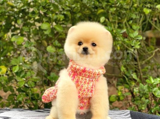 En Tatlı Irk Pomeranian Boo Orjinal görsel