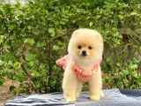 En Tatlı Irk Pomeranian Boo Orjinal