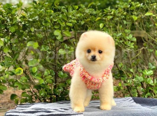 En Tatlı Irk Pomeranian Boo Orjinal görsel