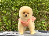 En Tatlı Irk Pomeranian Boo Orjinal