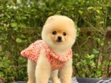 En Tatlı Irk Pomeranian Boo Orjinal
