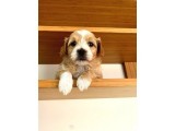 Maltipoo Yavrularımız Ömürlük Yuvasını Arıyor