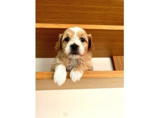 Maltipoo Yavrularımız Ömürlük Yuvasını Arıyor görsel