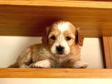 Maltipoo Yavrularımız Ömürlük Yuvasını Arıyor