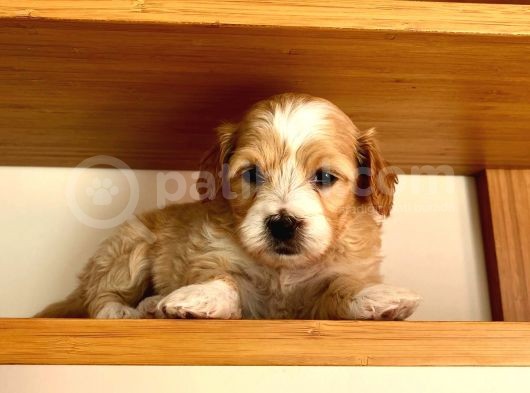 Maltipoo Yavrularımız Ömürlük Yuvasını Arıyor görsel