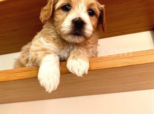 Nadir Rastlanan Güzellikte Maltipoo