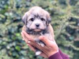 Safkan Maltipoo
