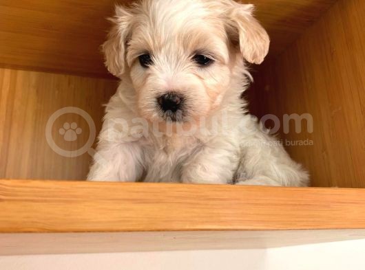 Nadir Rastlanan Güzellikte Maltipoo görsel