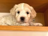 Maltipoo Yavrularımız Ömürlük Yuvasını Arıyor
