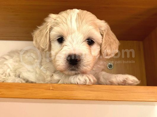 Maltipoo Yavrularımız Ömürlük Yuvasını Arıyor