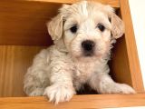 Maltipoo Yavrularımız Ömürlük Yuvasını Arıyor