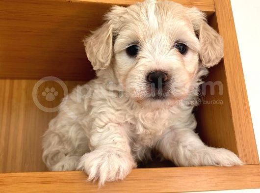 Nadir Rastlanan Güzellikte Maltipoo görsel