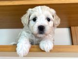 Maltipoo Yavrularımız Ömürlük Yuvasını Arıyor