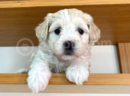 Maltipoo Yavrularımız Ömürlük Yuvasını Arıyor görsel