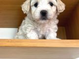 Maltipoo Yavrularımız Ömürlük Yuvasını Arıyor