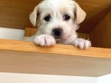 Maltipoo Yavrularımız Ömürlük Yuvasını Arıyor