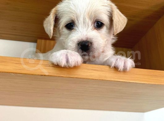 Maltipoo Yavrularımız Ömürlük Yuvasını Arıyor görsel