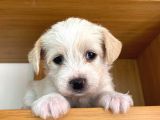 Maltipoo Yavrularımız Ömürlük Yuvasını Arıyor