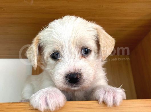 Maltipoo Yavrularımız Ömürlük Yuvasını Arıyor görsel