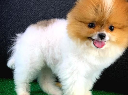 Muazzam Güzellikte Dişi Pomeranian görsel