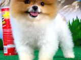 Muazzam Güzellikte Dişi Pomeranian