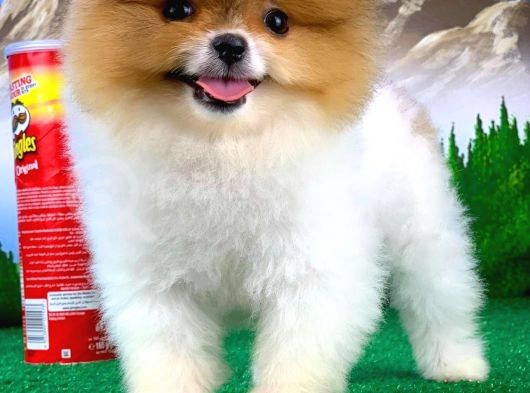 Muazzam Güzellikte Dişi Pomeranian