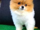 Muazzam Güzellikte Dişi Pomeranian