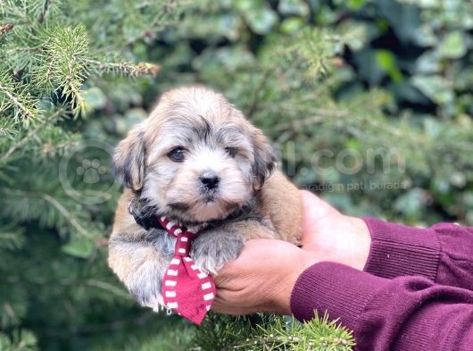 Safkan Maltipoo görsel