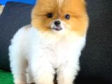Muazzam Güzellikte Dişi Pomeranian