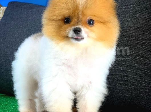 Muazzam Güzellikte Dişi Pomeranian görsel