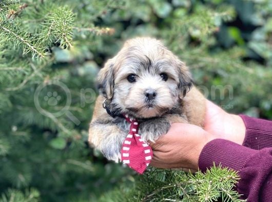 Safkan Maltipoo