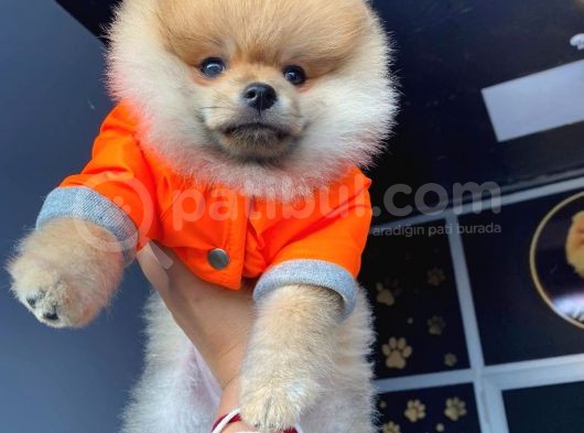 Orijinal Pomeranian Boo görsel