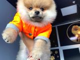 Orijinal Pomeranian Boo