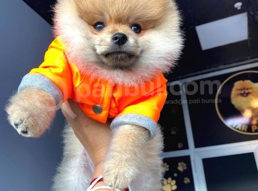 Orijinal Pomeranian Boo görsel
