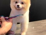 Orijinal Pomeranian Boo