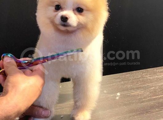 Orijinal Pomeranian Boo görsel