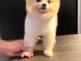Orijinal Pomeranian Boo