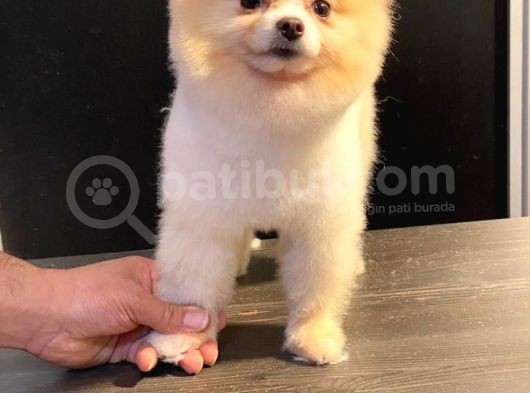 Orijinal Pomeranian Boo