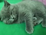 Sevimli Kediler British Shorthair