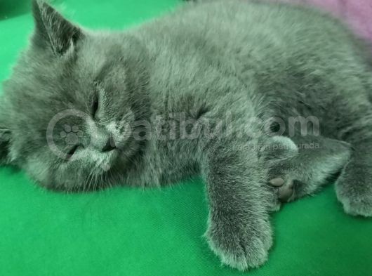 Sevimli Kediler British Shorthair görsel