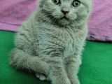 Sevimli Kediler British Shorthair